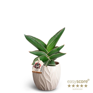 SANSEVIERIA EHRENBERGII