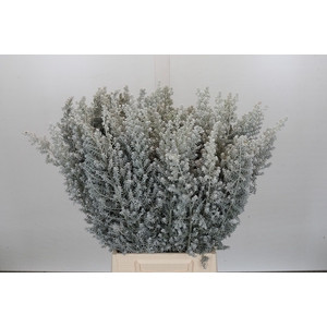 Kochia (maireana Sedifolia)