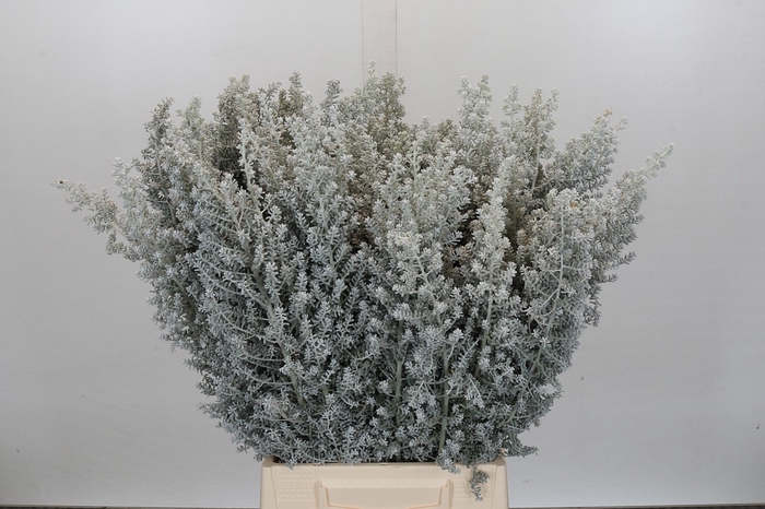 <h4>Kochia (maireana Sedifolia)</h4>