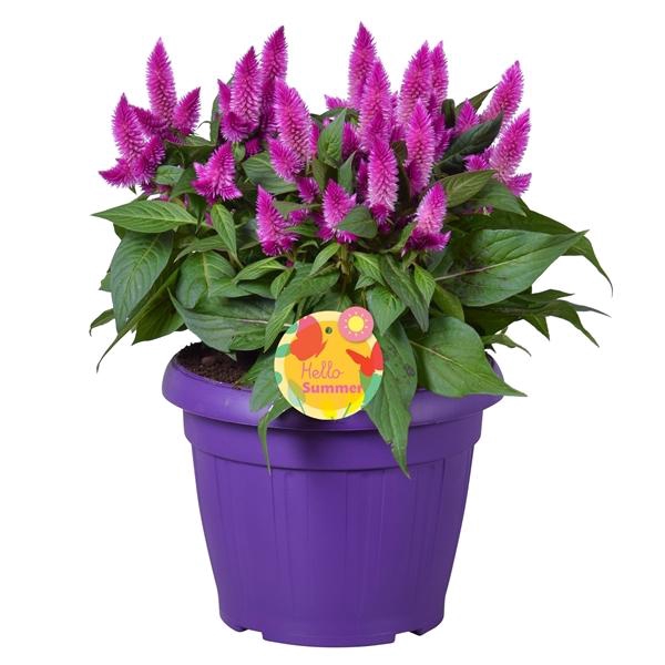 <h4>Celosia argentea Intenz+</h4>
