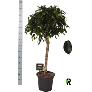 Ficus benja. 'Danielle'