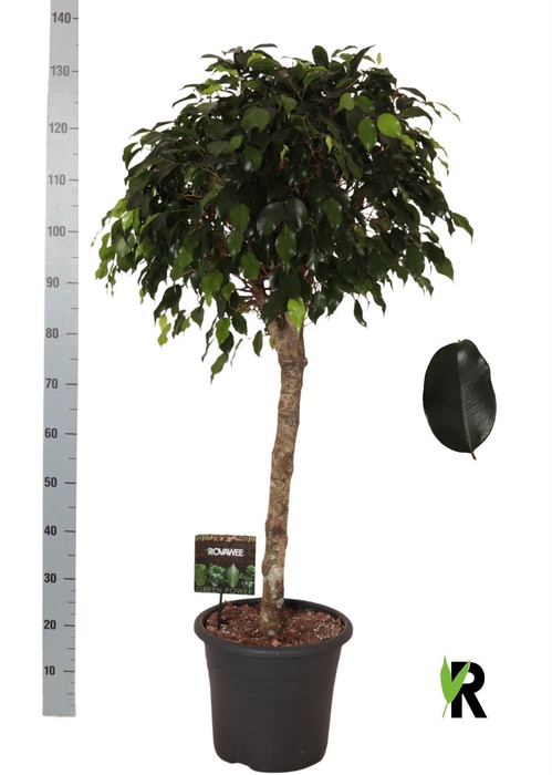<h4>Ficus benja. 'Danielle'</h4>