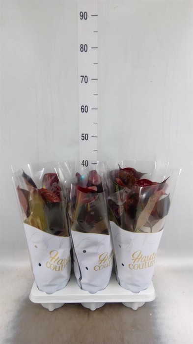 <h4>Anthurium andr. 'Essencia'</h4>