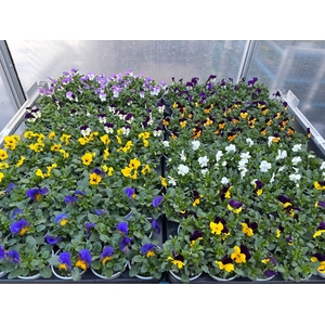 Vio Co Mixk 1 Kleur Per Tray