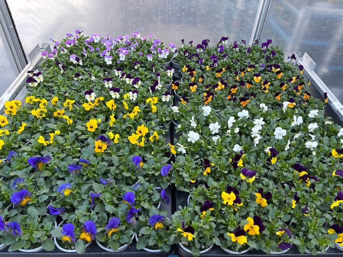 <h4>Vio Co Mixk 1 Kleur Per Tray</h4>