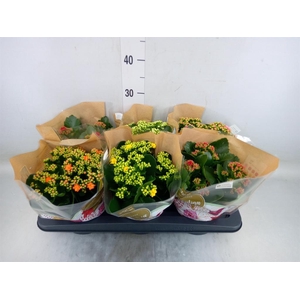 Kalanchoe blos. 'Rosalina'  ..mix 5