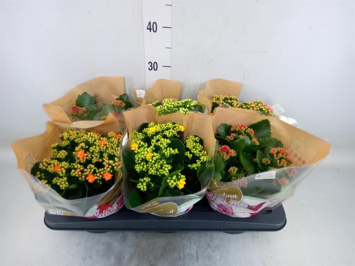 <h4>Kalanchoe blos. 'Rosalina'  ..mix 5</h4>