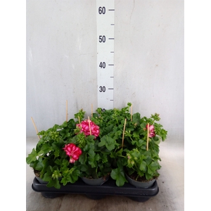 Pelargonium pelt.   ...