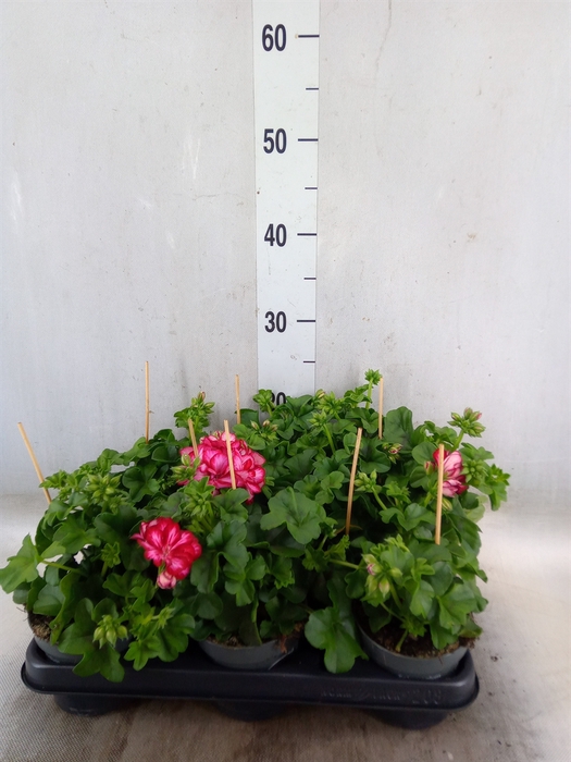 <h4>Pelargonium pelt.   ...</h4>
