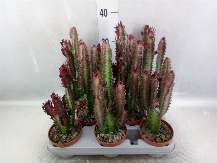 <h4>Euphorbia trigona 'Rubra'</h4>