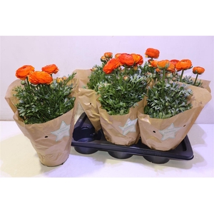 arr8 Ranun Sprink Orange