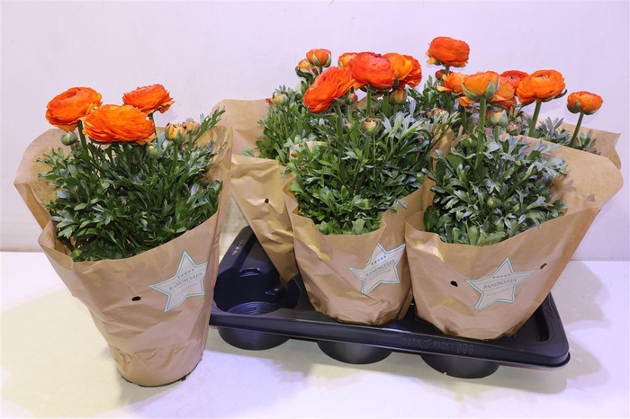 <h4>Ranun Sprink Orange</h4>