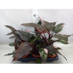 Philodendron   ...