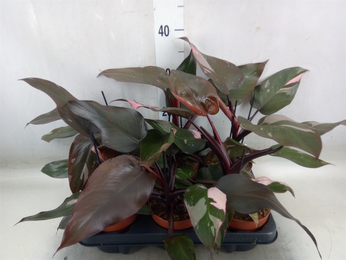 <h4>Philodendron   ...</h4>
