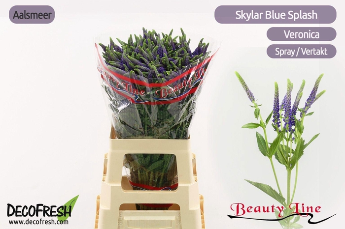 <h4>VERON L SKYLER BLUE</h4>