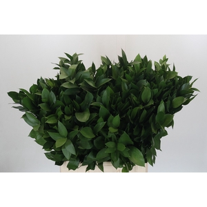 RUSCUS HYPOPHYLLUM