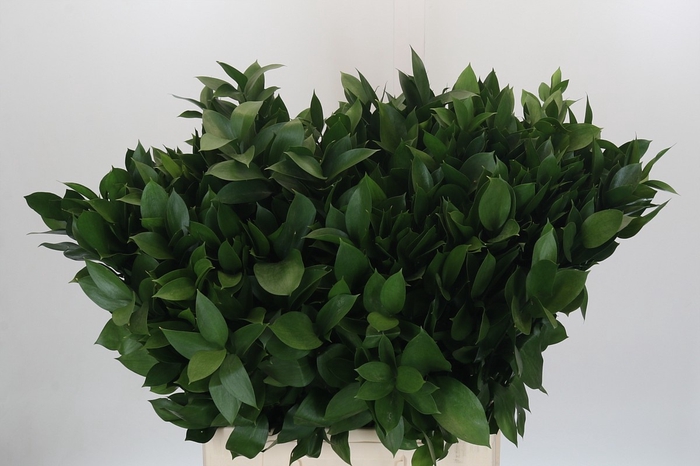 <h4>RUSCUS HYPOPHYLLUM</h4>