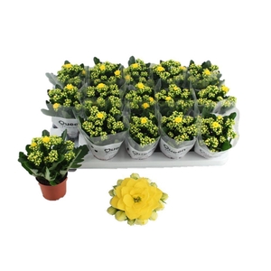 Kalanchoe  'RoseFlow Ruth'