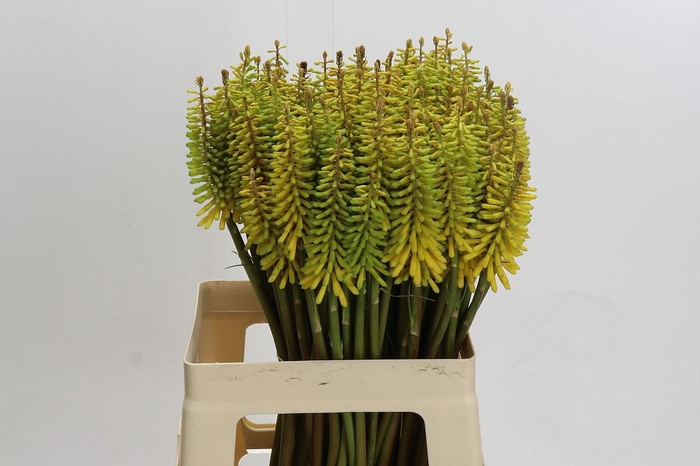 Kniphofia Sunningdale Yellow