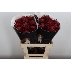 Nutan Wx Bordeaux + Glitter