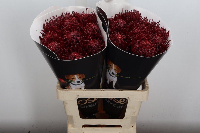 <h4>Nutan Wx Bordeaux + Glitter</h4>