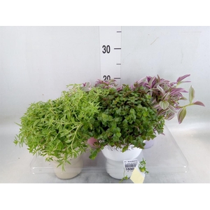 Arr.   Kamerplant Groen L%