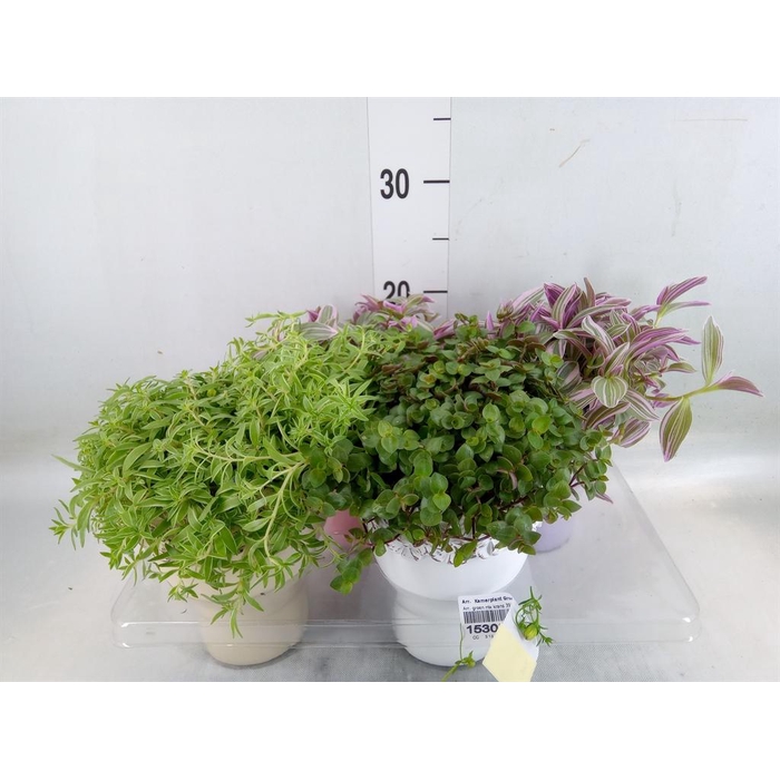 <h4>Arr.   Kamerplant Groen L%</h4>