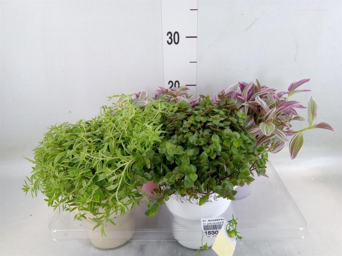 Arr.   Kamerplant Groen L%