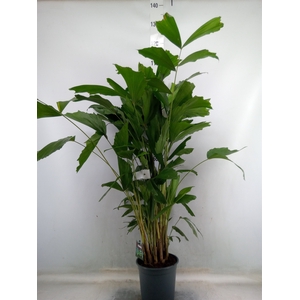 Caryota mitis