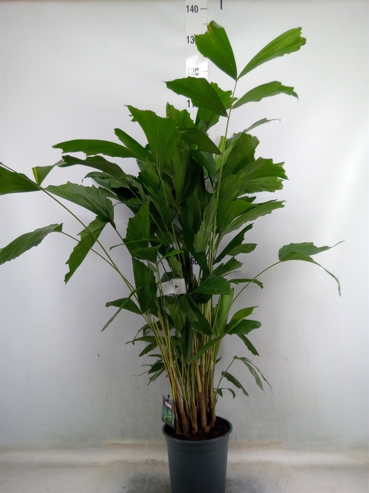 <h4>Caryota mitis</h4>