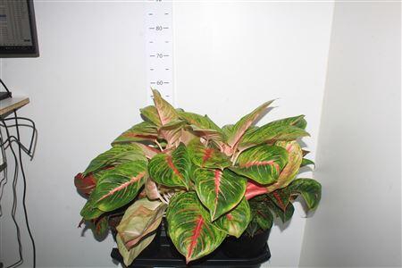 <h4>***aglao Special Mix***</h4>