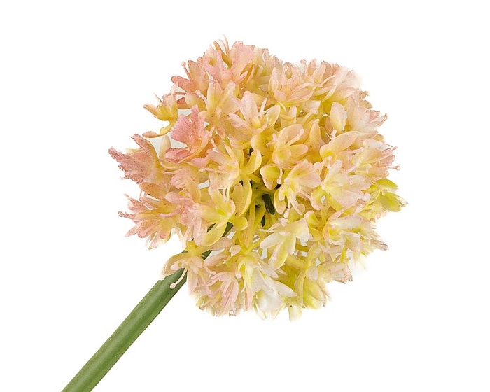 <h4>Allium Pink Light</h4>