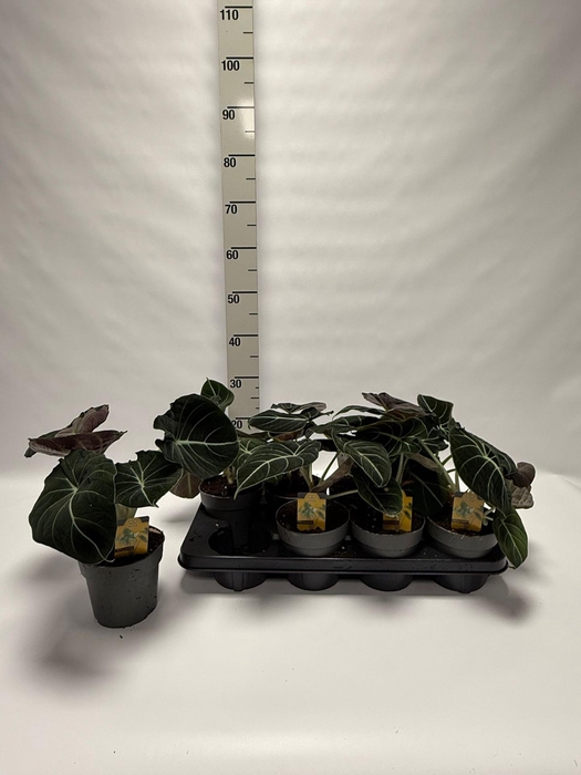 <h4>ALOC BLACK VELVET</h4>