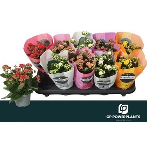 Kal Ge Perf Gem 5 Kl