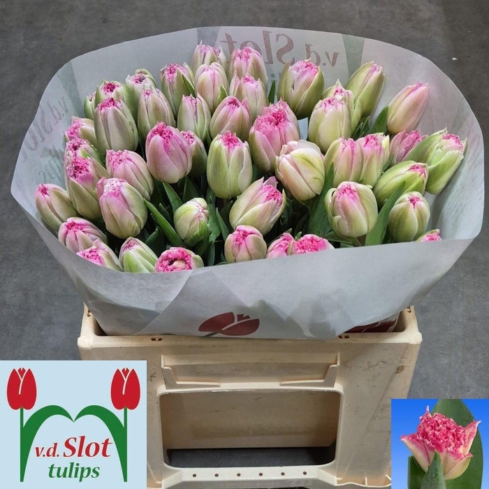 <h4>TU FR LOVE CRYSTAL</h4>