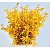 Ruscus Preserved Yellow