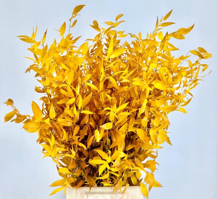 Ruscus Preserved Yellow