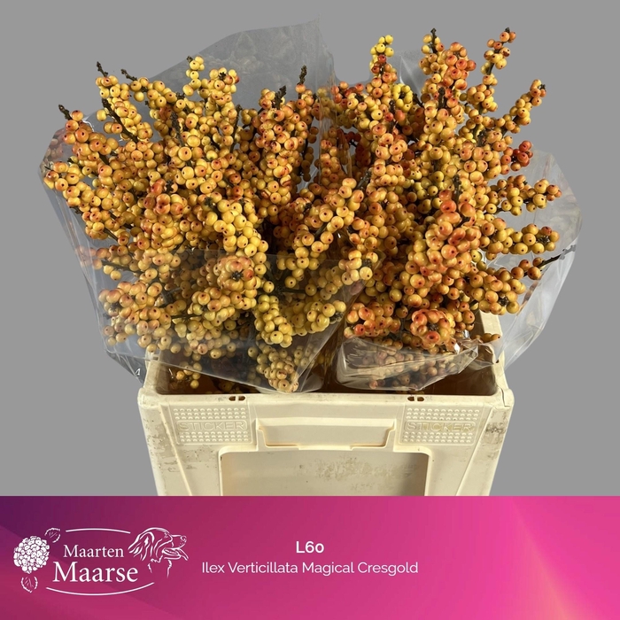 <h4>ILEX VE MAG CRESGOLD</h4>