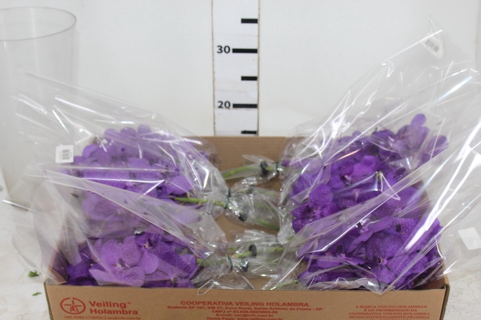 <h4>FLOR DE VANDA ROXO</h4>