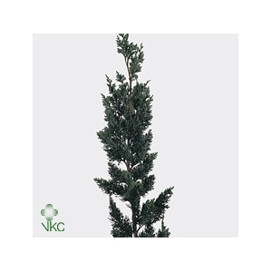 Chama Law Wisselii Xl