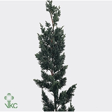 <h4>Chama Law Wisselii Xl</h4>