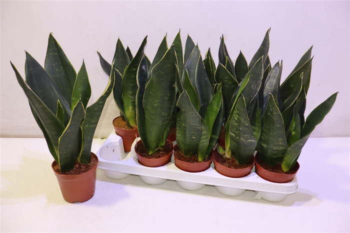 <h4>Sansev Trifascia Ov</h4>