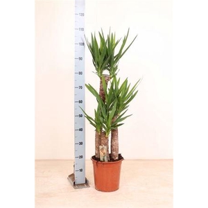 Yucca 75-45-20 Cm