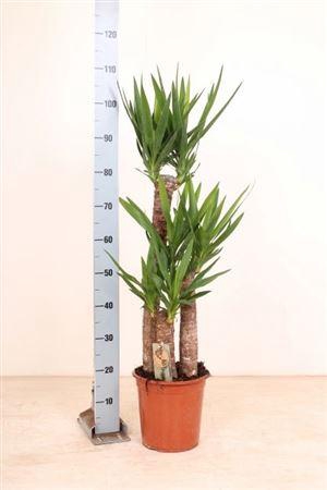 <h4>Yucca 75-45-20 Cm</h4>