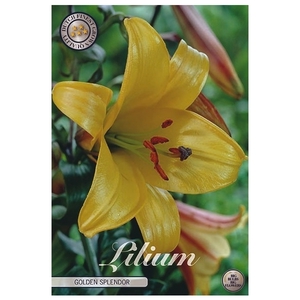 Lilium Golden Splendor x1 16/18