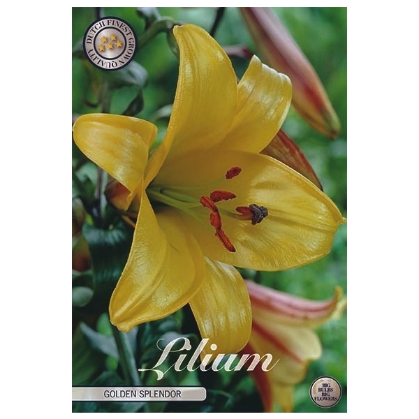 <h4>Lilium Golden Splendor x1 16/18</h4>