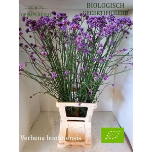 Verbena Bonariensis