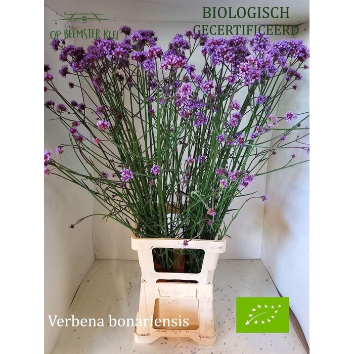 <h4>Verbena Bonariensis</h4>