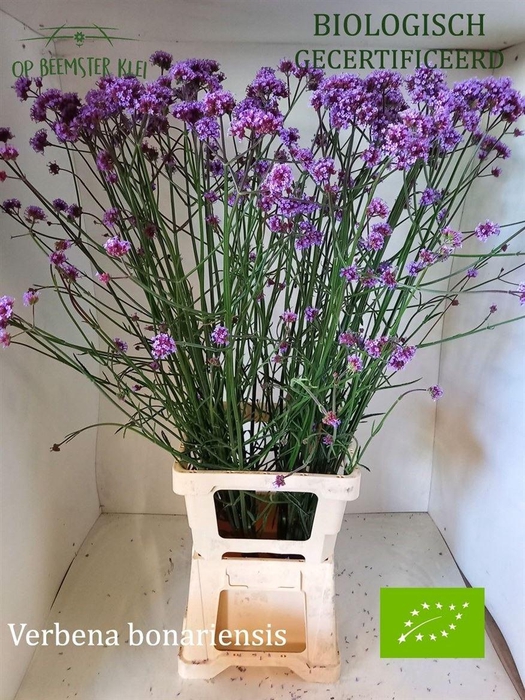 Verbena Bonariensis