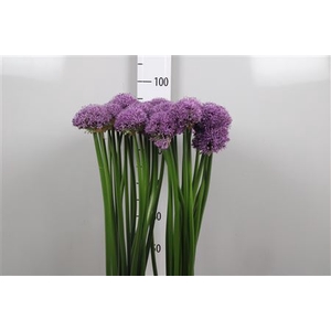 Allium Gladiator
